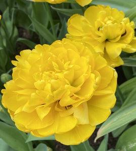 Tulip: Peony Double 'Yellow Pomponette' 12+ - 6 pack