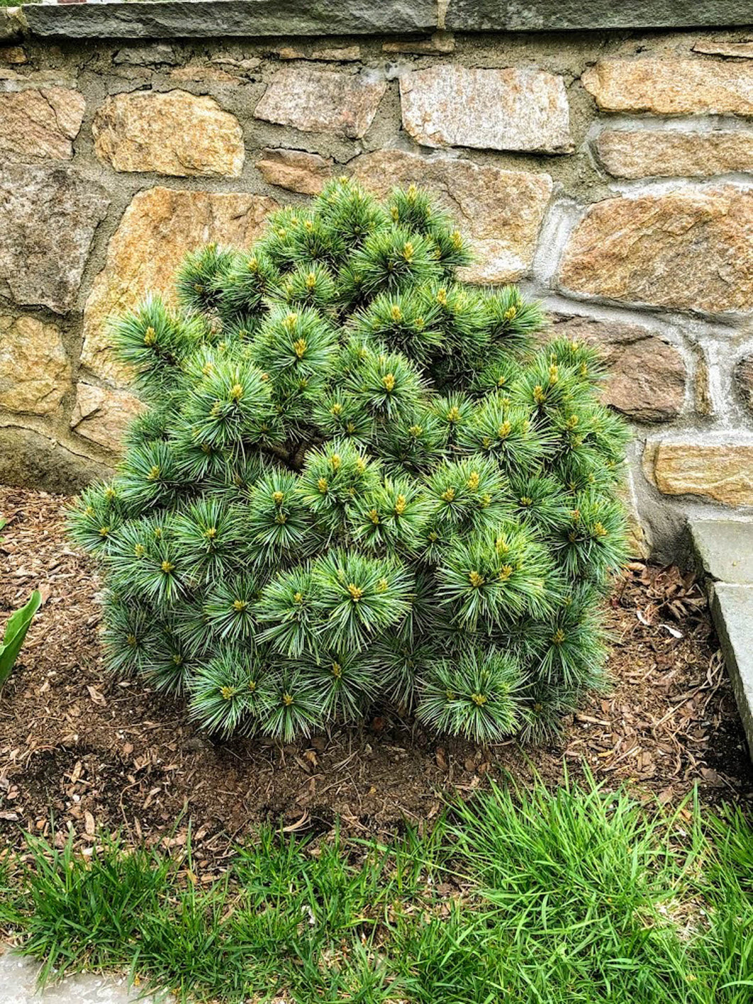 Pine: 'Blue Ball Korean ' Dwarf - 6 Gal (IS)