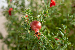 Pomegranate 6"