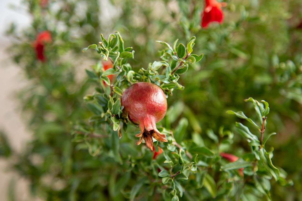 Pomegranate 6