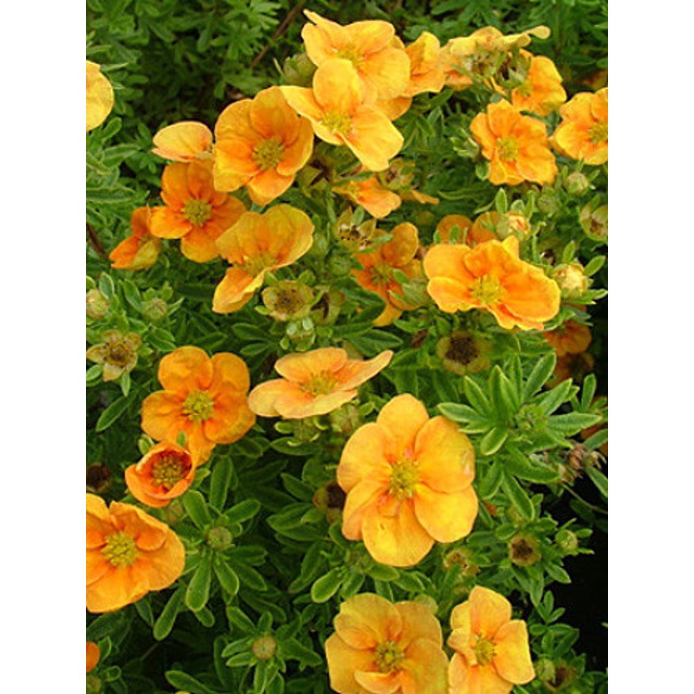 Potentilla: 'Mango Tango'®