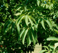 Load image into Gallery viewer, Prairie Torch Hybrid Buckeye - 7 Gal (BL)
