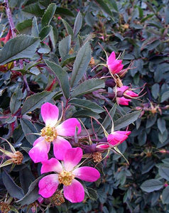Rose: Red Leaf 2g (Jf)