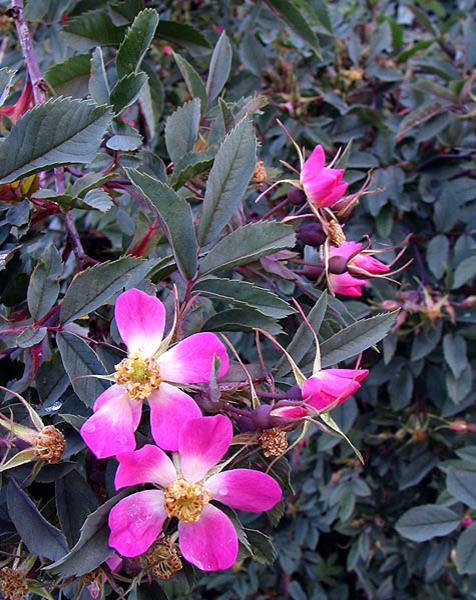 Rose: Red Leaf 2g (Jf)