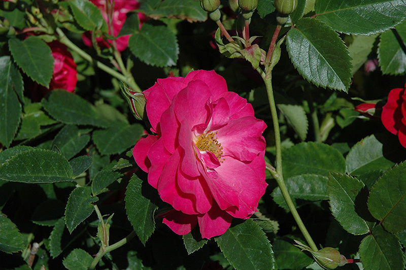 Rose:  'John Cabot' Pink - 2 Gal (Bl)