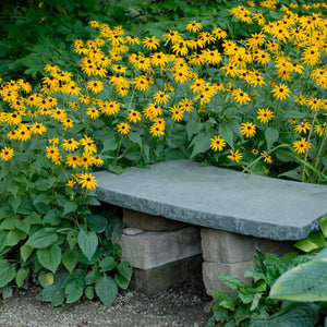 Rudbeckia: Goldsturm (Black Eyed Susan)- 2 Gal