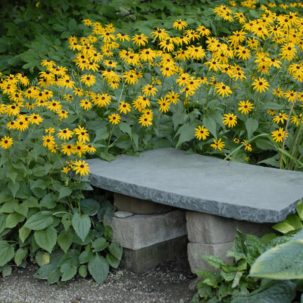 Rudbeckia: Goldsturm (Black Eyed Susan)- 2 Gal