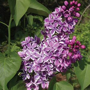 Lilac: 'Sensation French' - 2Gal (Bl)