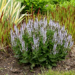 Salvia: 'Bumblesky' - 1g (Jf)
