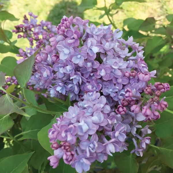 Lilac: 'Scentara Double Blue' - 2Gal (Bl)
