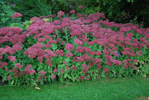 Sedum Stonecrop: 'Brilliant' - 5.5" (VN)