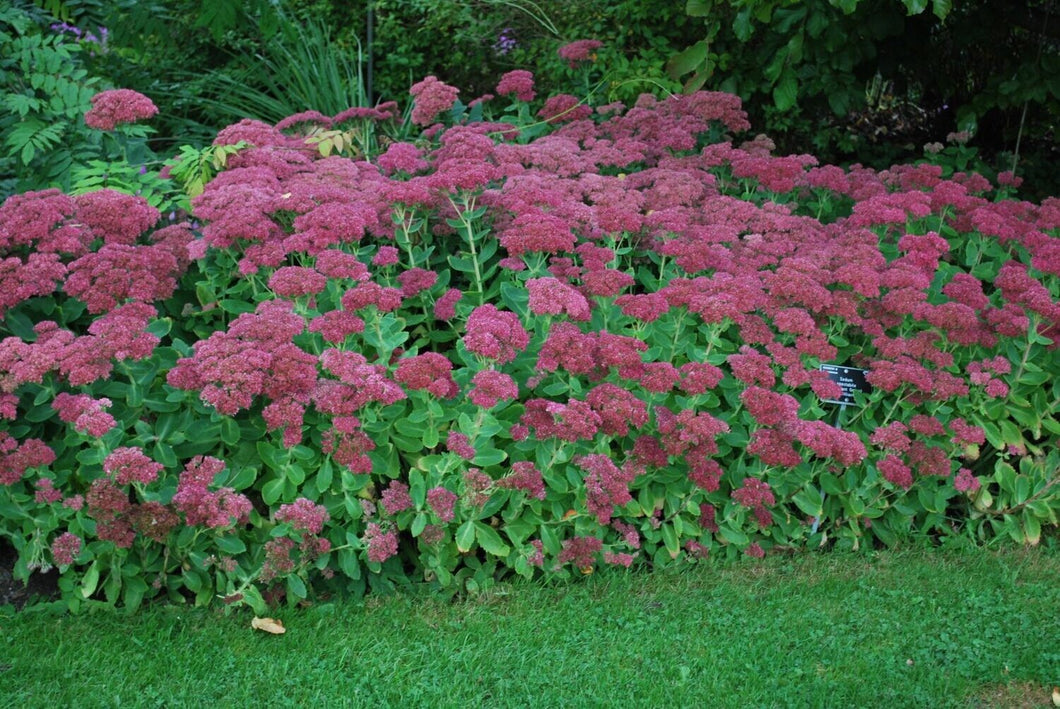 Sedum Stonecrop: 'Brilliant' - 5.5