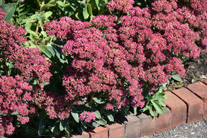 Sedum Stonecrop: 'Carl' -5.5" (VN)