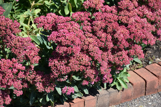 Sedum Stonecrop: 'Carl' -5.5