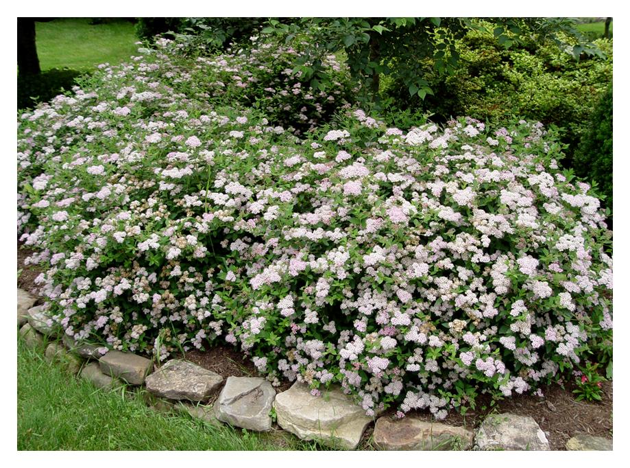 Spirea:  'Little Princess'  - 2Gal (Bl)