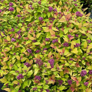 Spirea:  'Double Play® Dolly'™ - 8" (PW) (Bl)