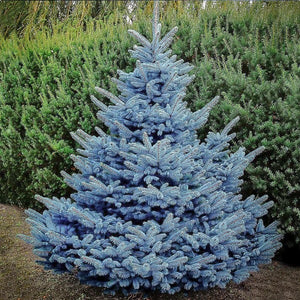 Spruce:  'Colorado Blue'