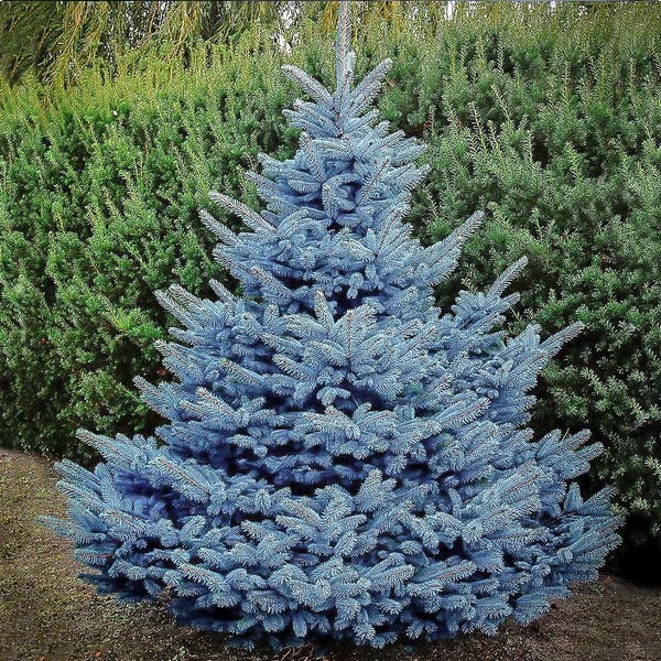 Spruce:  'Colorado Blue'