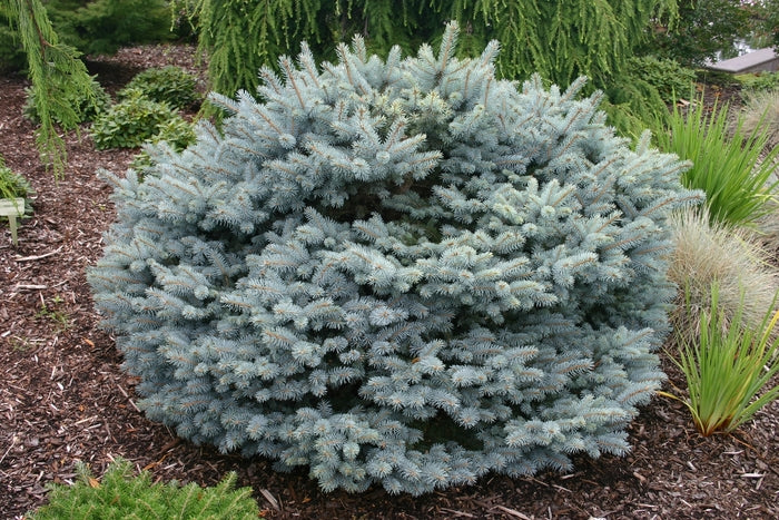 Spruce: 'Globe Blue' Dwarf- 3 Gal (IS)