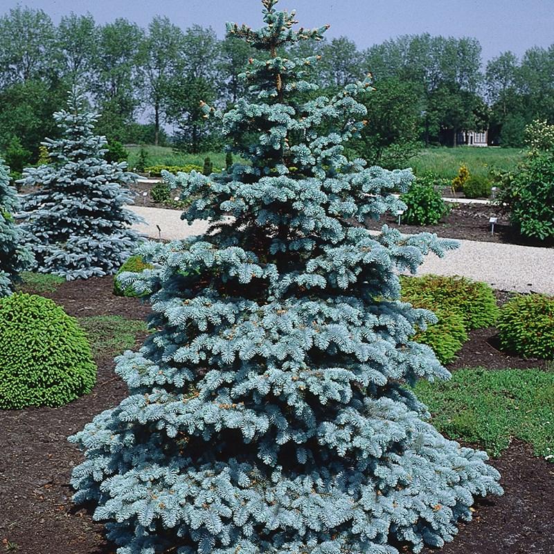 Spruce Blue: 'Fastigiate' - 5-6' (IS)