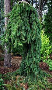 Norway Spruce: 'Pendula' Weeping - 6 Gal (IS)