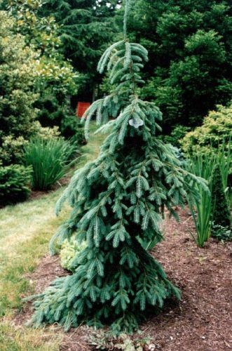 Norway Spruce: 'Pendula' Weeping White - 6 Gal (IS)