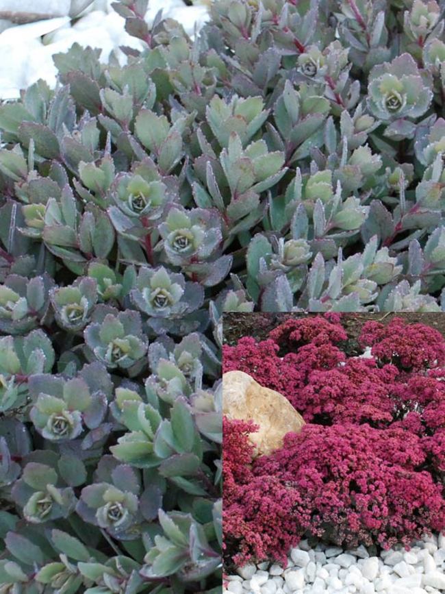 Sedum Stonecrop: 'Dazzleberry' (SunSparkler) - 11cm