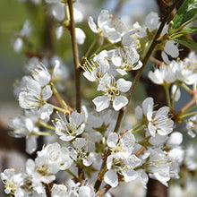 Load image into Gallery viewer, Plum:  &#39;Toka&#39; 10 Gal (Jf)
