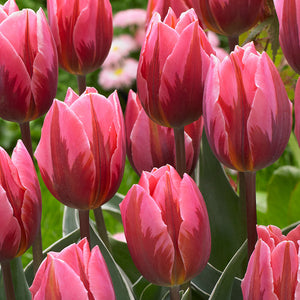 Tulip: 'Pretty Princess' 12+ - 6 pack