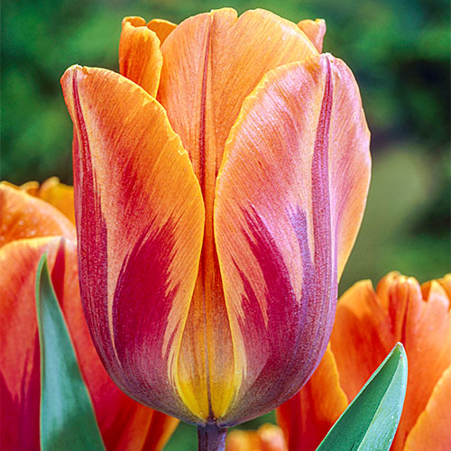 Tulip: 'Princess Irene' 12+ - 6 pack