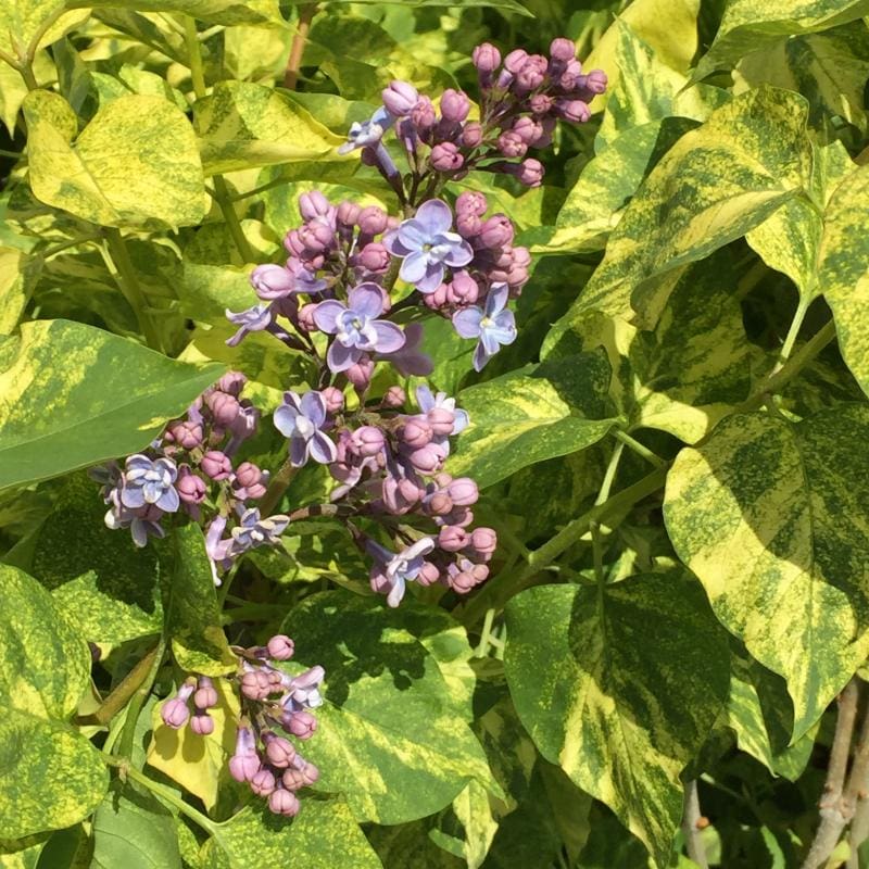 Lilac: 'Variegated' - 2Gal (Jf)