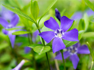 Vinca: 'Purple Periwinkle' - 9cm