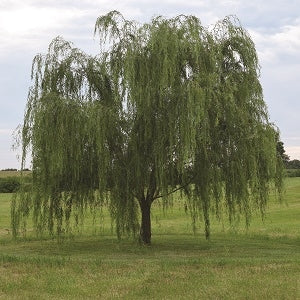 Willow:  'Lace Weeping' - 7' - 5 Gal (Jf)