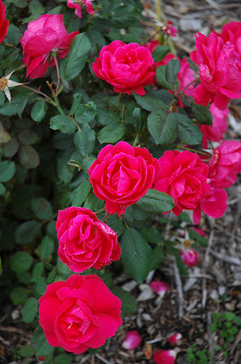 Rose: 'Winnipeg Parks' Red - 2 gal (Bl)