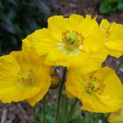 Poppy: 'Yellow Iceland’- 11cm
