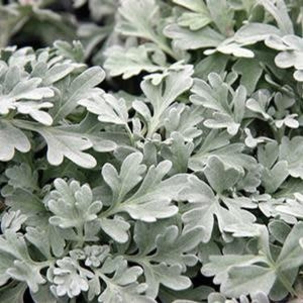 Artemisia:  'Silver Brocade' - 5.5