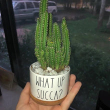 Load image into Gallery viewer, Funny Succulent Pots - White Ceramic Plant Pot: I Will Survive
