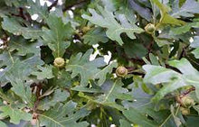 Load image into Gallery viewer, Oak: &#39;Bur&#39; (Bl)
