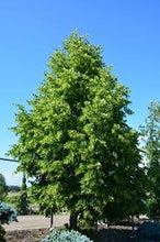 Load image into Gallery viewer, Linden: 'Dropmore' - 7Gal (Bl)
