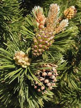 Load image into Gallery viewer, Pine: 'Mountain' - 5Gal (Bl)
