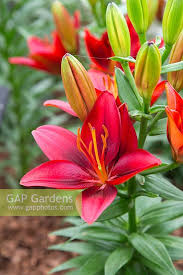 tiny rocket asiatic lily care Lily Tiny Rocket