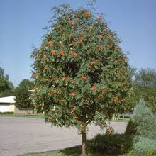 Load image into Gallery viewer, Mountain Ash: 'Showy' - 15Gal (Bl)
