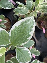 Load image into Gallery viewer, Dogwood: Silver Leaf - 2Gal (Br)
