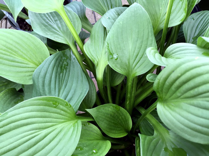 Hosta: 'Blue Angel' - 2 gal (VN)