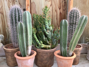 7" Assorted Tall Cactus in Terra Cotta
