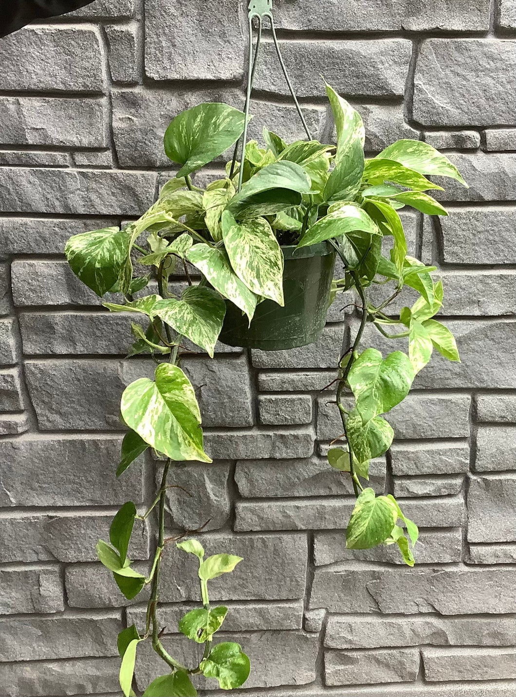 Pothos: Marble Queen Hanging Basket 6.5