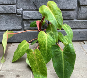Philodendron: Painted lady 6"