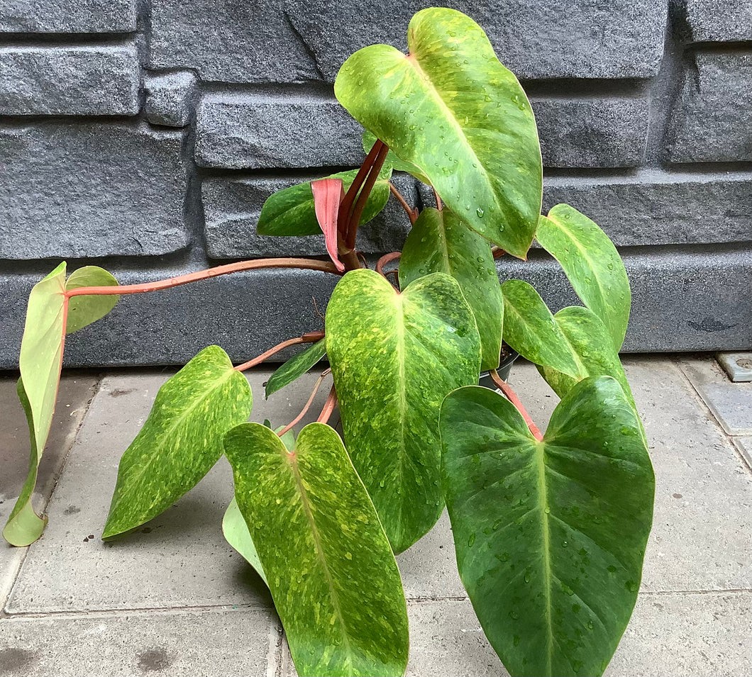 Philodendron: Painted lady 6