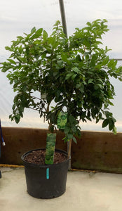 Citrus: Lime Persian Standard 23"