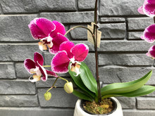 Load image into Gallery viewer, 5.5&quot; Orchid Multi Waterfall - Purple with Pink
